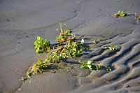 Aangespoelde waterplant