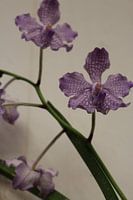 bloem 