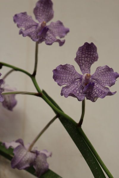 bloem  par Wilma Hage