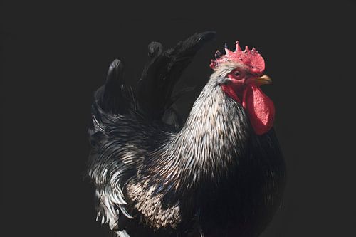 Majestueuze Haan: Trots en Kracht Tegen een Diepzwarte Achtergrond