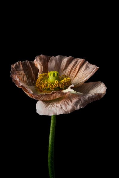 Stillleben Minimalismus Blume mit schwarzem Hintergrund von Steven Dijkshoorn