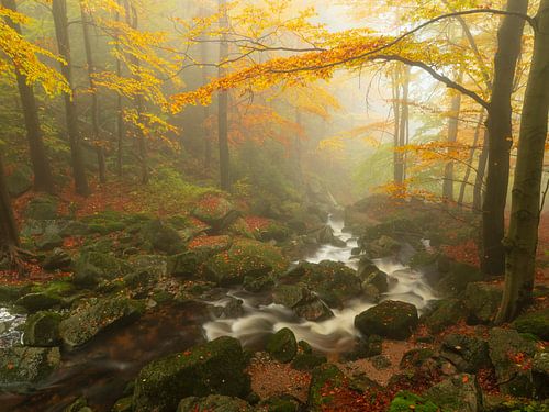 Herfstsfeer in het bos met een beekje