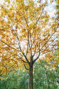 Herbst