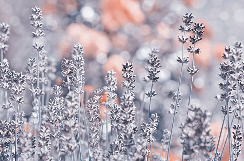 Lavendel von Violetta Honkisz