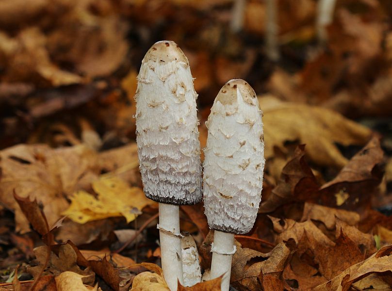 Crested tintling by Matthias Brix