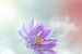 Fallende lila Blume in Pastellfarben von Kyle van Bavel