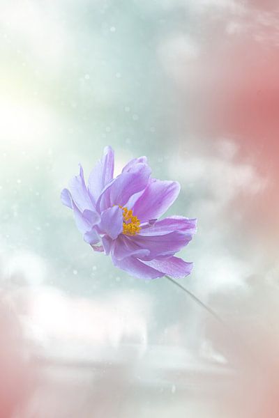 Vallende paarse bloem in pastelkleuren van Kyle van Bavel
