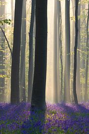 Springtime in the Hallerbos by Paul Begijn