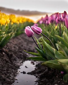 Holländische Tulpen von Sidney van den Boogaard