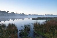Foggy shades at a fens