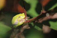 Green tree frog in full light