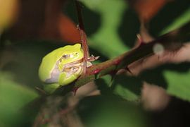 Grüner Baumfrosch in vollem Licht von Eline Lohman