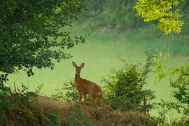 Ziege in Grün von NatureBliss