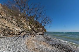 Kreidefelsen in der Stubbenkammer bei Sassnitz von GH Foto & Artdesign