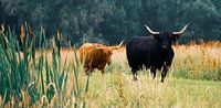 Prachtige en nieuwsgierige Schotse Hooglanders
