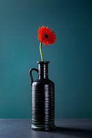 Gerbera
