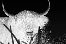 Schottischer Highlander "Monochrom"