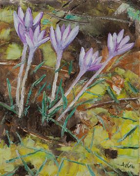 Crocuses