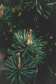 Close-up pine tree by Milou Emmerik