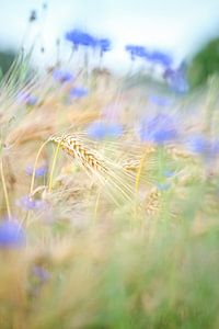 Getreide und Kornblumen