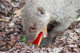 knaagdier von marijke servaes