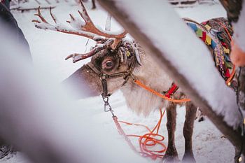 Rentier Finnisch-Lappland