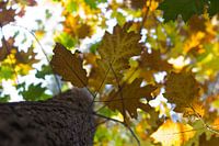 Herfstblad