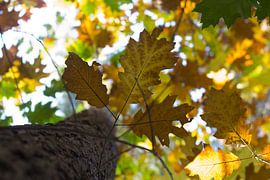 Herfstblad von Arno Photo