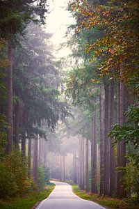 Straße durch die Veluwse Wälder