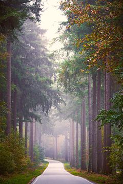 Weg door de Veluwse bossen