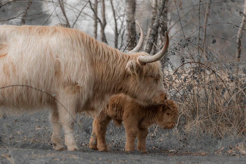 Scottish Highlander with her adorable young calf by Ans Bastiaanssen