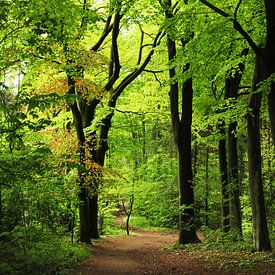 Forêt en 't Gooi sur Corinne Welp