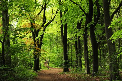 Forêt en 't Gooi sur Corinne Welp