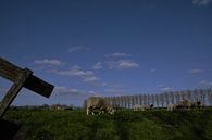 Schafe und Lämmer auf der Wiese von A'da de Bruin Miniaturansicht