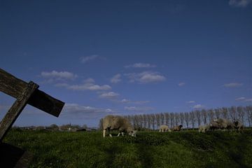 Schafe und Lämmer auf der Wiese von A'da de Bruin