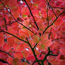 rode bladeren in het voorjaar van Henno Drop thumbnail