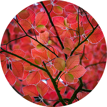 rode bladeren in het voorjaar van Henno Drop
