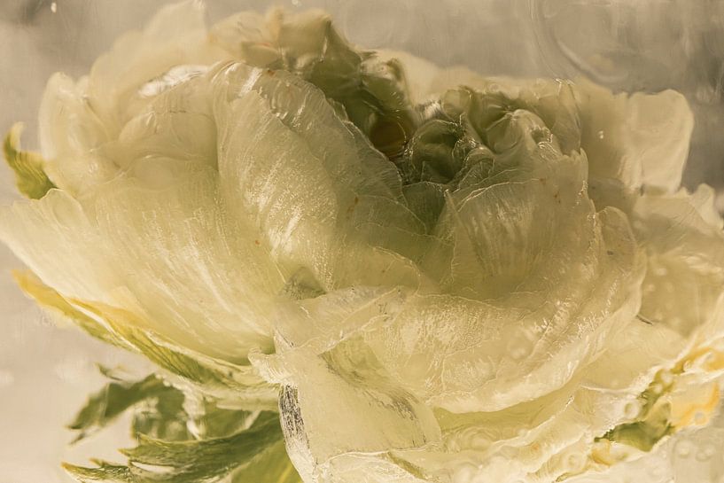 White ranunculus in ice 1 by Marc Heiligenstein