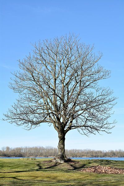 Chestnut tree on the shore of a lake by Heiko Kueverling