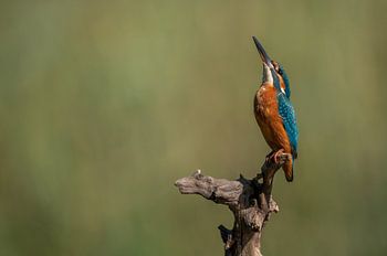 Kingfisher alcedo atthis