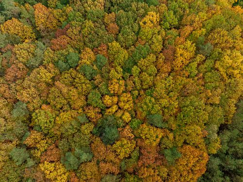 Herfstbos vogel's eye view