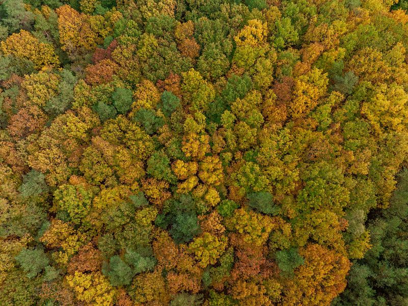 Herbstwald aus der Vogelperspektive von Sjoerd van der Wal Fotografie