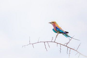 Kleurrijke vogel van Esther den Hollander
