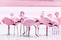 Flamingo's van Jan Schuler thumbnail