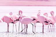 Flamingos by Jan Schuler thumbnail