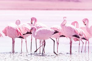 Flamingos von Jan Schuler