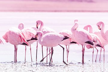 Flamingos by Jan Schuler