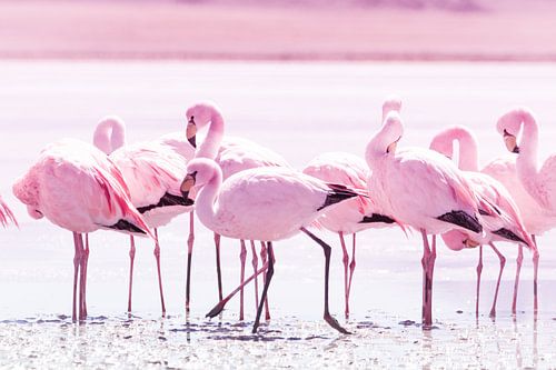 Flamingos