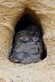 Europäische Uhus ( Bubo bubo ),  drei Jungvögel am Eingang zu ihrer Nisthöhle von wunderbare Erde
