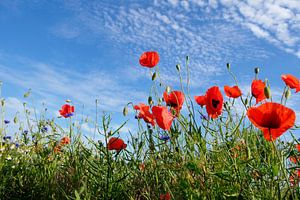 Mohnblumen